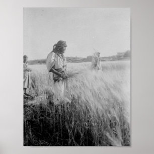 Poster Nos campos de Boaz em Belém