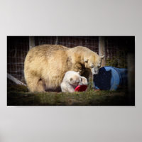 Nós Hamish, o Urso Polar