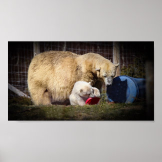 Poster Nós Hamish, o Urso Polar
