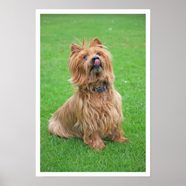 Poster Nose de Licenciamento Terrier australiano (Frente)