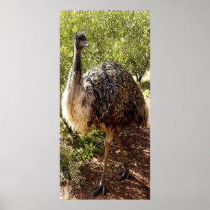 Poster Nosy do Emu