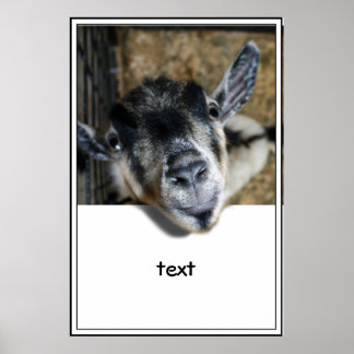 Póster Nosy Goat Olhando