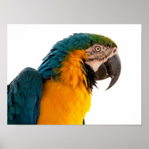 Poster Notas de Posto do papagaio