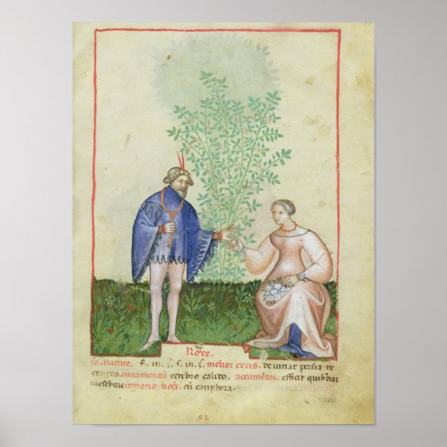 Póster Nouv Acq LatRoses, de Tacuinum Sanitatis (Frente)