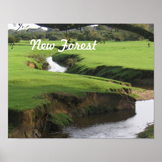 Poster Nova Floresta (Frente)