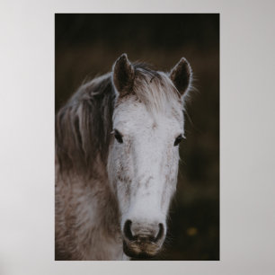 POSTER NOVA FLORESTA PONY