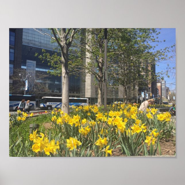 Poster Nova Iorque Daffodils Columbus Circle NYC Primaver (Frente)