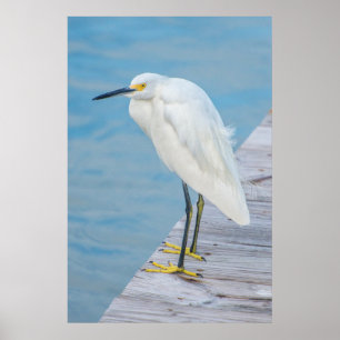 Póster Nova praia de Smyrna, Snowy Egret no cais
