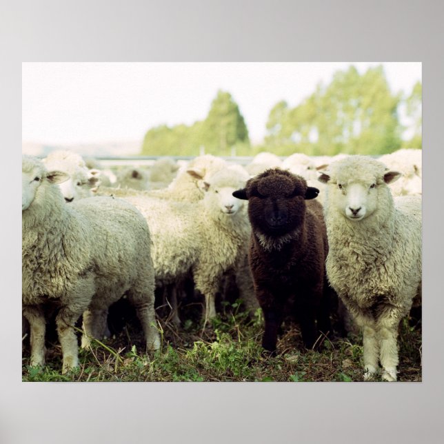 Póster Nova Zelândia (Frente)