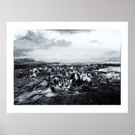 Póster Nova Zelândia, Baía de Curio e Costa de Catlins