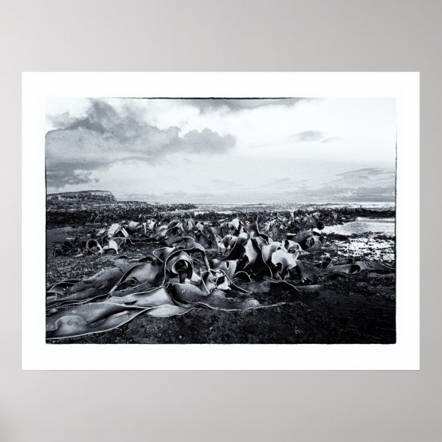 Póster Nova Zelândia, Baía de Curio e Costa de Catlins (Frente)