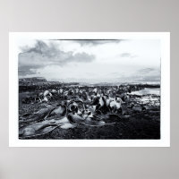 Nova Zelândia, Baía de Curio e Costa de Catlins