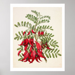 Poster Nova Zelândia Clianthus Puniceus Red Kowhai Flower