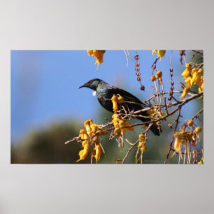 Póster Nova Zelândia nativa Tui