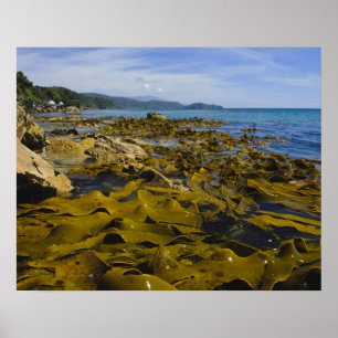 Póster Nova Zelândia, Southland, Ilha Stewart. Kelp