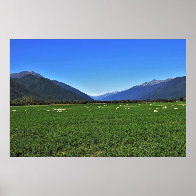 Póster Nova Zelândia típica (Frente)