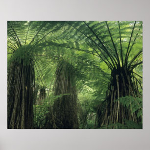 Póster Nova Zelândia, Vale de Haast, Westland, Árvore Mac
