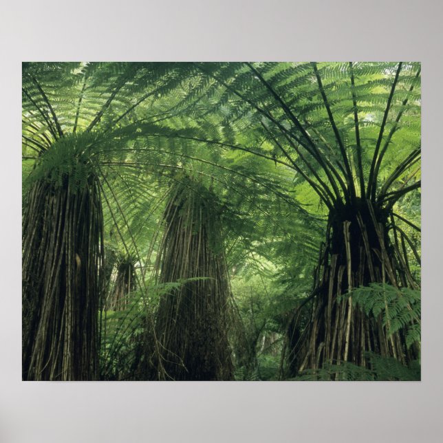 Póster Nova Zelândia, Vale de Haast, Westland, Árvore Mac (Frente)