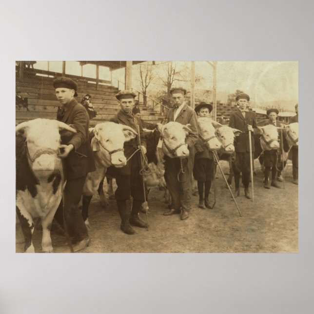 Poster Novilhas (Frente)