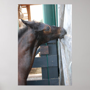 Poster Novo Pôneo/Cavalo