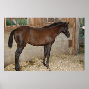 Póster Novo Pôneo/Cavalo