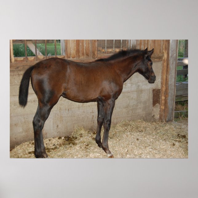 Póster Novo Pôneo/Cavalo (Frente)