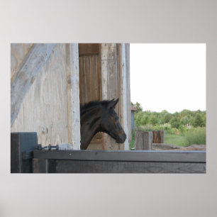 Poster Novo Pôneo/Cavalo
