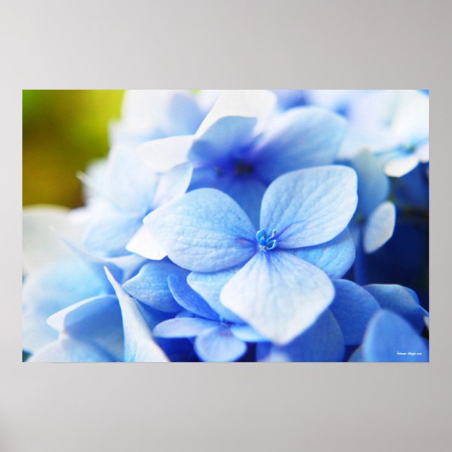 Poster Novos Blues (Frente)