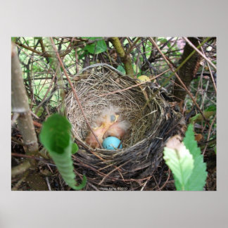 Póster Novos começos