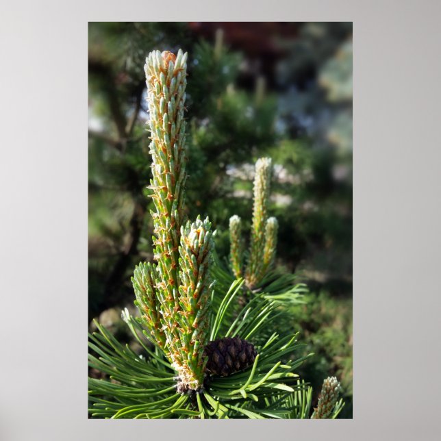 Póster Novos pinos (Frente)