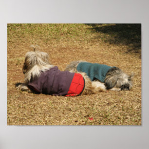 Poster Nozentos em Nong Khai