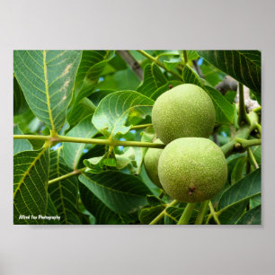Poster Nozes em Folhagem Verde