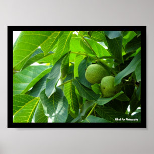 Poster Nozes em Folhagem Verde Iluminada