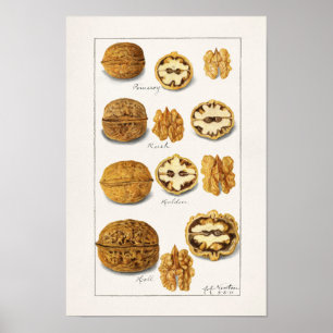 Poster Nozes (Juglans) Fruta