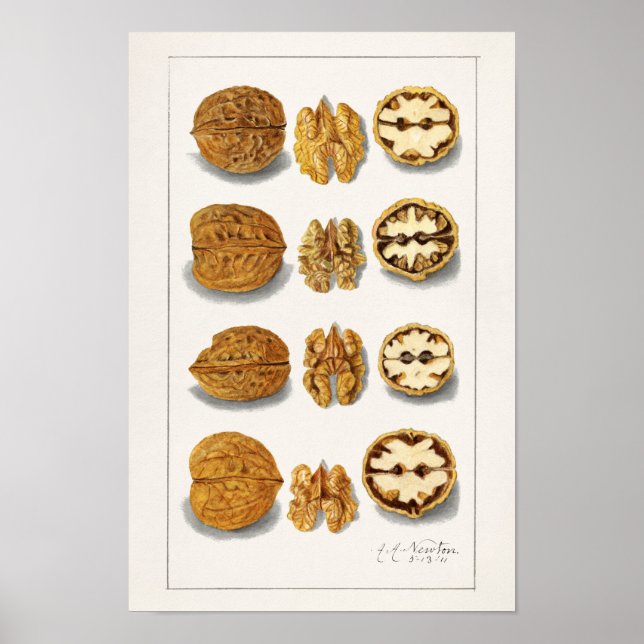 Poster Nozes (Juglans) Fruta (Frente)