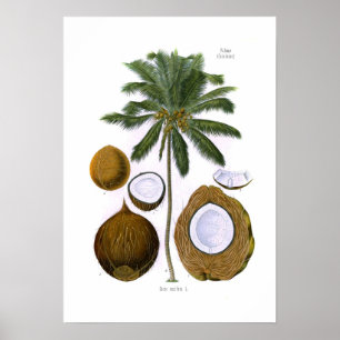 Poster Nucifera dos Cocos (palma de coco)