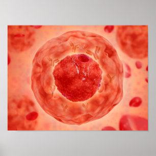 Póster Núcleo Celular Com Cromossoma 2