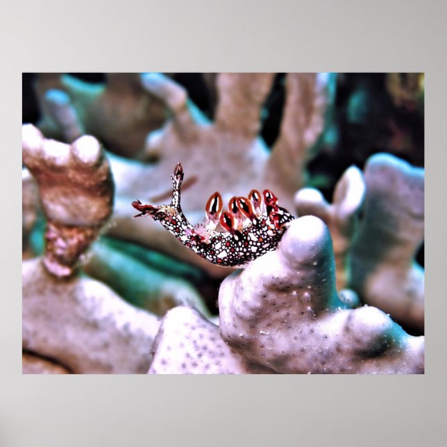 Poster Nudi magnífico (Frente)