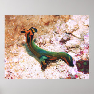 Poster Nudibranch