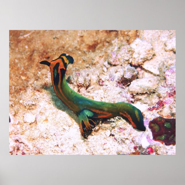Poster Nudibranch (Frente)