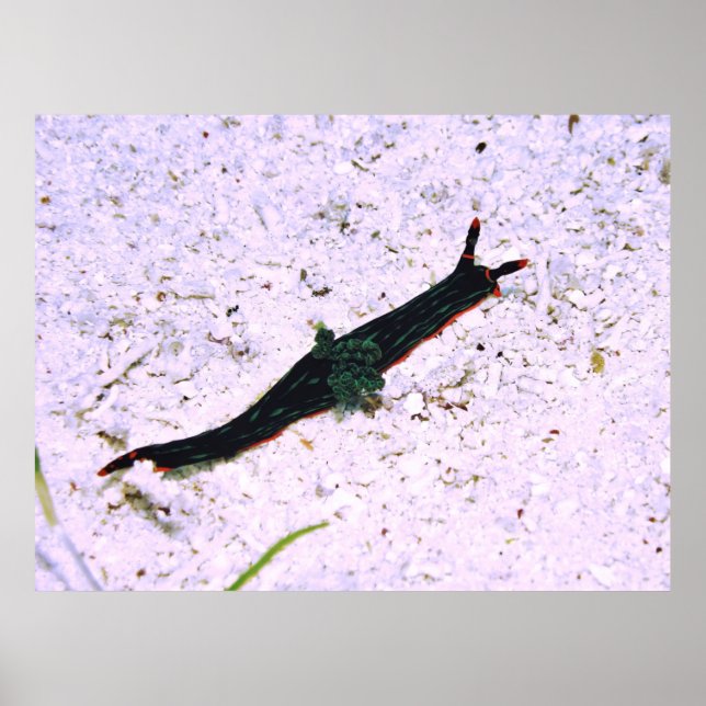 Poster Nudibranch Contrasor (Frente)