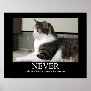 Póster Nunca subestime trabalhos de arte do gato