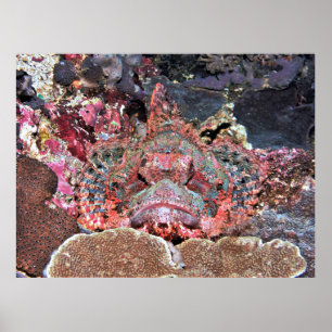 Poster Nusa Lembongan Scorpionfish