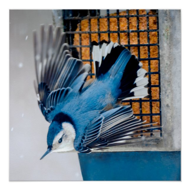 Póster Nuthatch Branca em Neve - Foto original (Frente)