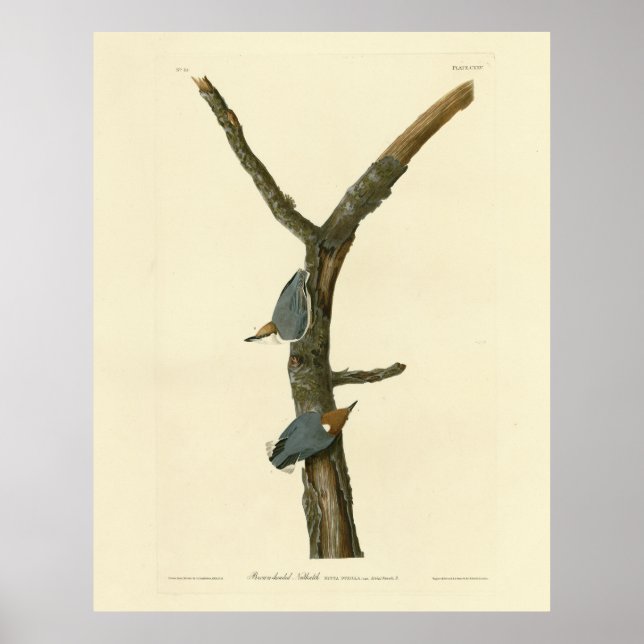 Poster Nuthatch de cabeça castanha - Aves da América de A (Frente)