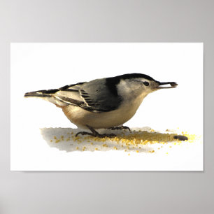 Póster Nuthatch de peito branco