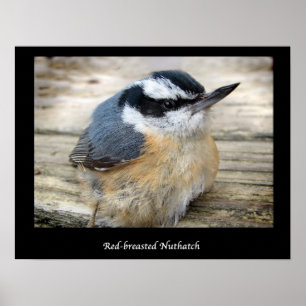Póster Nuthatch de peito vermelho