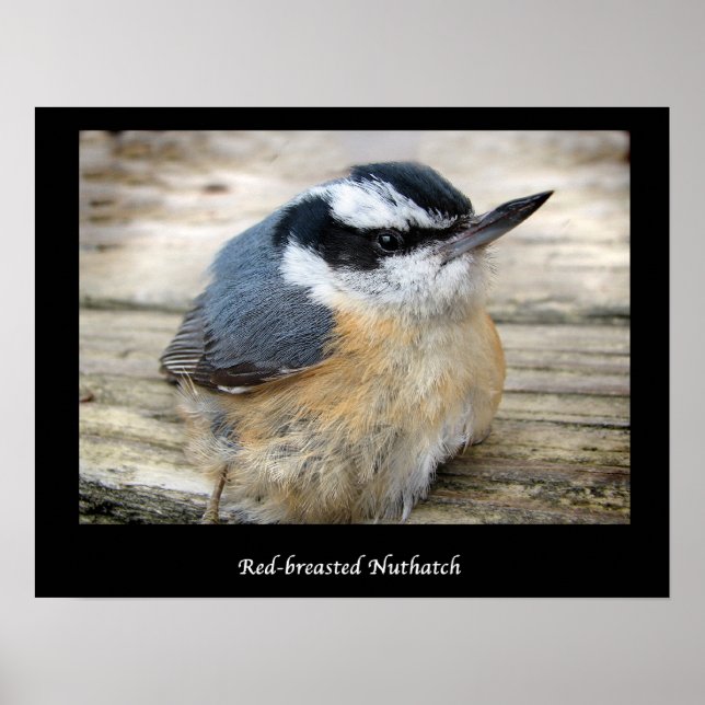 Póster Nuthatch de peito vermelho (Frente)