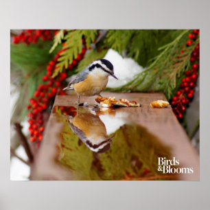 Póster Nuthatch de peito vermelho