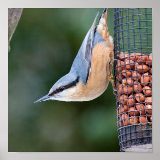 Poster Nuthatch no alimentador